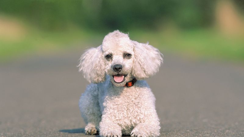 dog, asphalt, run, 4k