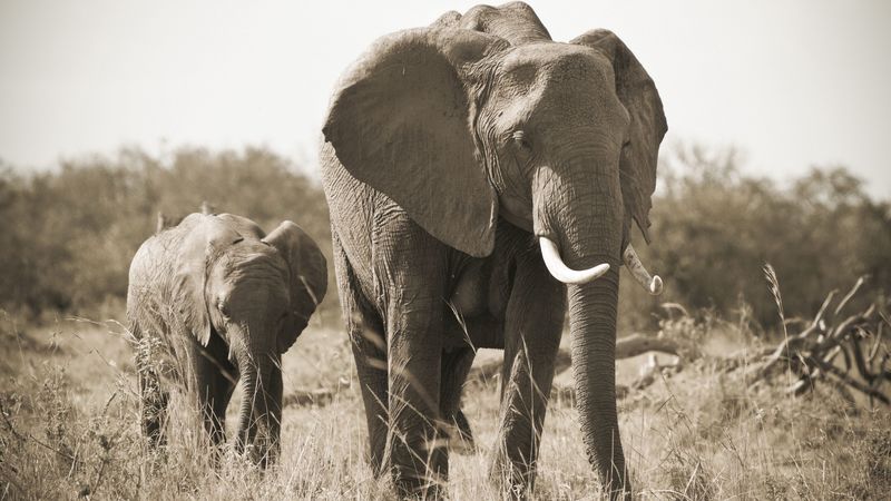 elephant, nature, black and white, tusks, 4k