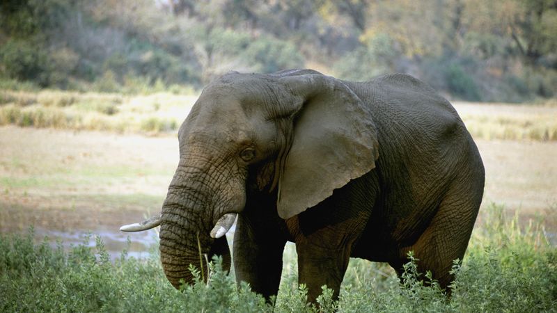 elephant, tusks, africa, 4k