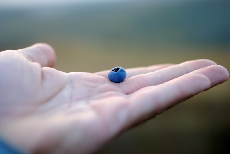 a single blueberry on a persons hand, blueberry in hand 4k