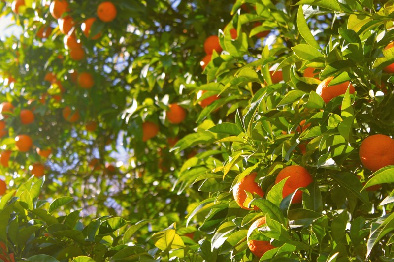 orange tree orange tree and fruit 4k