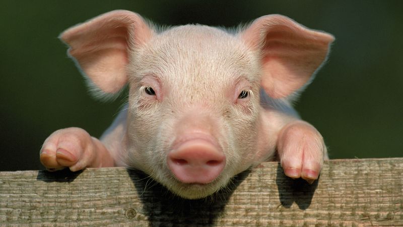 pig, little pig, countryside, hooves, close up, face, 4k