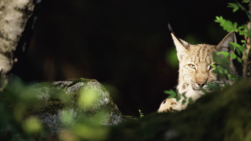 lynx, forest, thickets, predator, 4k