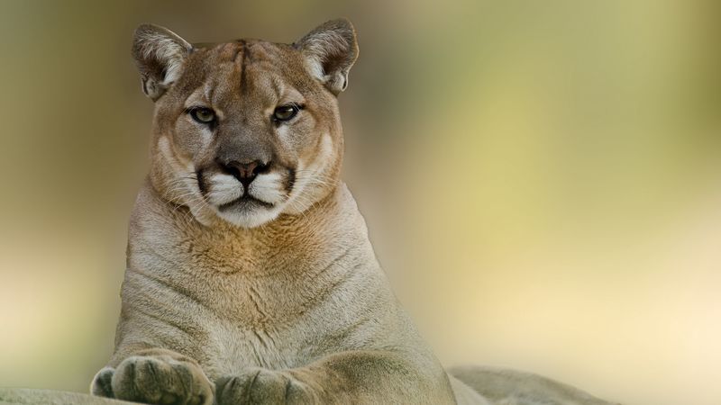 puma, cougar, mountain, lion, 4k