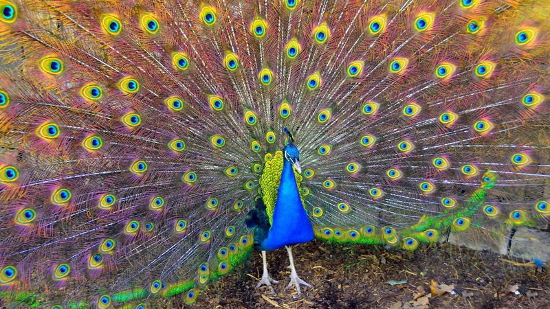 bird, peacock, beauty, 4k