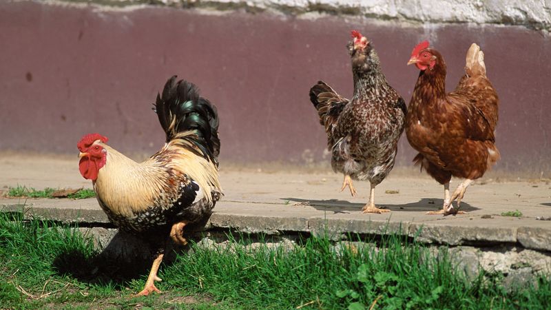 poultry, chicken, rooster, 4k
