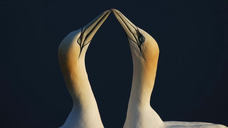 bird, love, couple, 4k