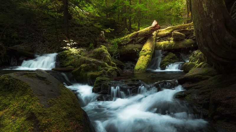 waterfall, spray, snags, moss, 4k