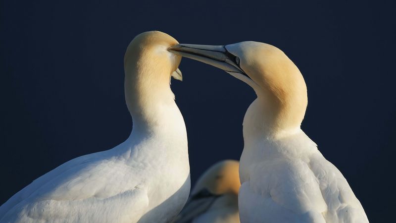bird, love, couple, tenderness, care, 4k