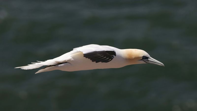 bird, prey, boom, flight, 4k