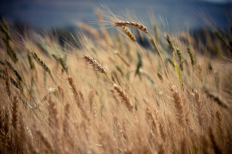 grains of wheat blow in the wind in a farm field, windy wheat plants 4k