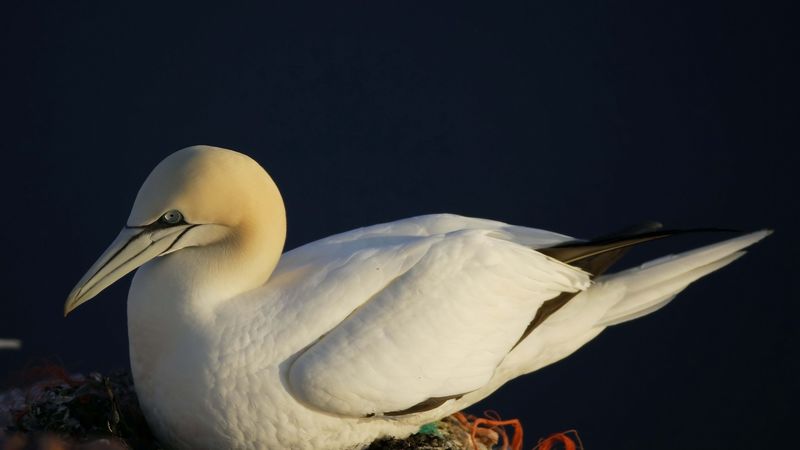 bird, nest, seagull, 4k