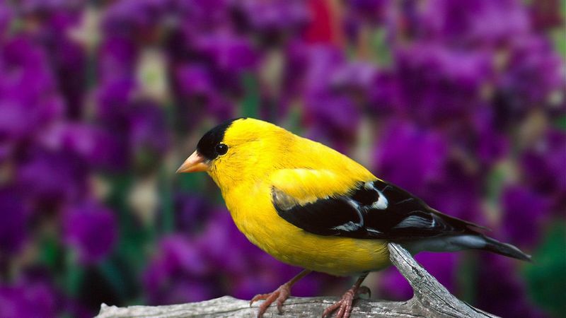 bird, branch, blurring, 4k
