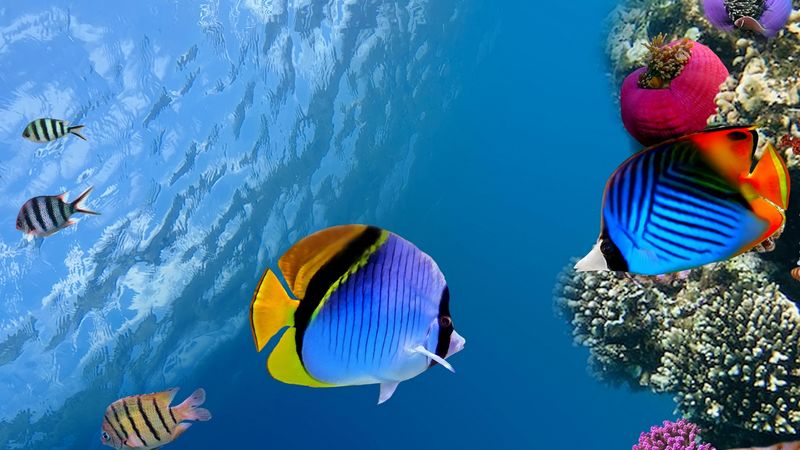 under water, coral, fish, sea, ocean, 4k