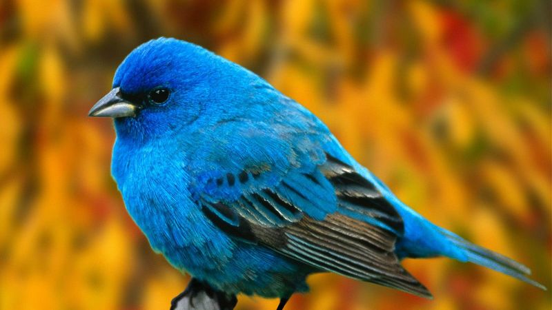 bird, branch, blue, 4k