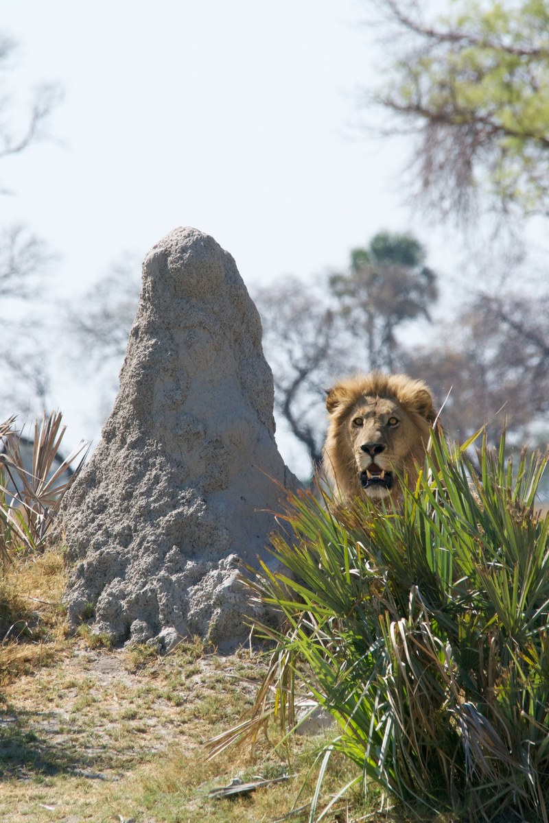 a male lion baring its teeth next to a rough rock on a savannah, golden mane behind the bush 4k