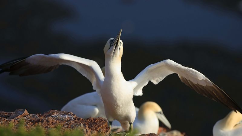 chick, bird, blur, 4k
