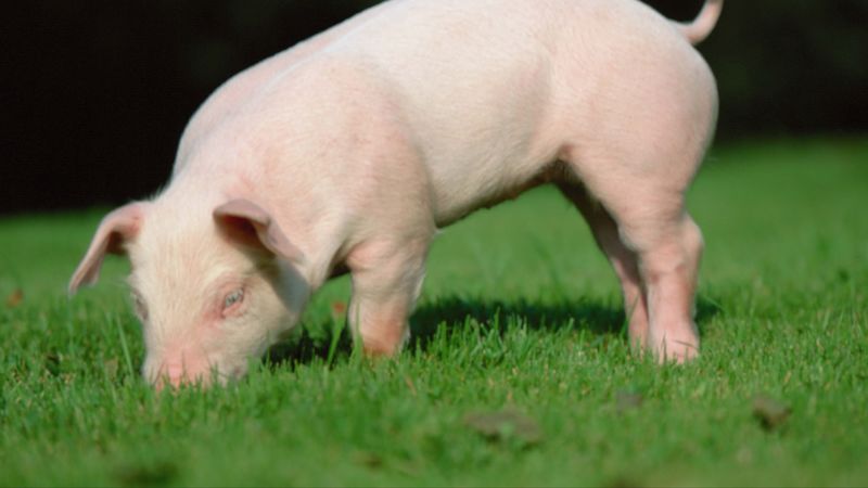 pig, grass, earth, food, 4k