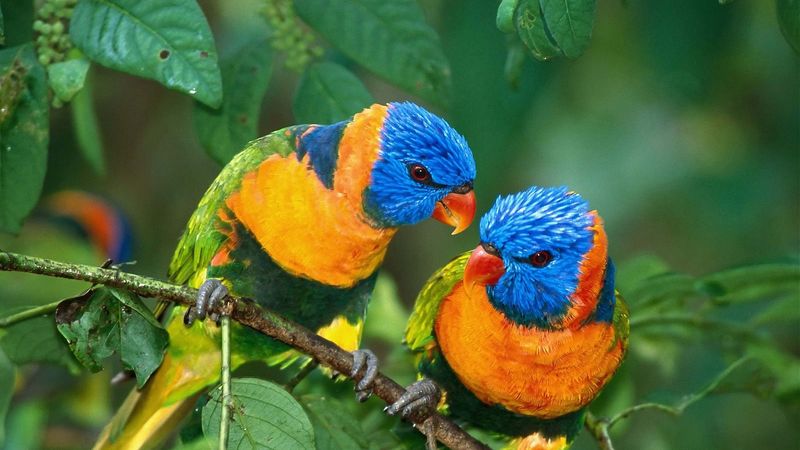 parrot, love, branch, 4k