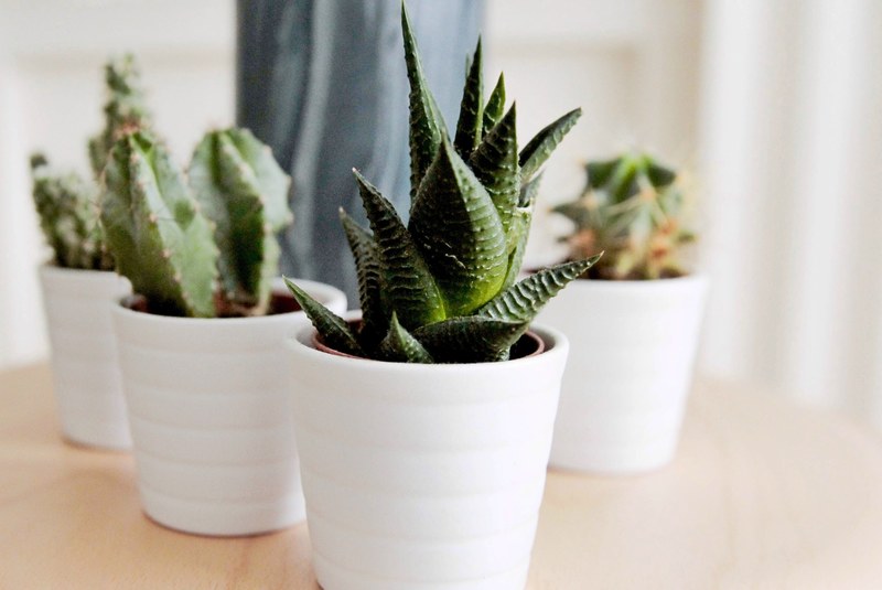 plant succulent pot and cactus 4k
