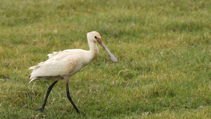 bird, beak, grass, 4k