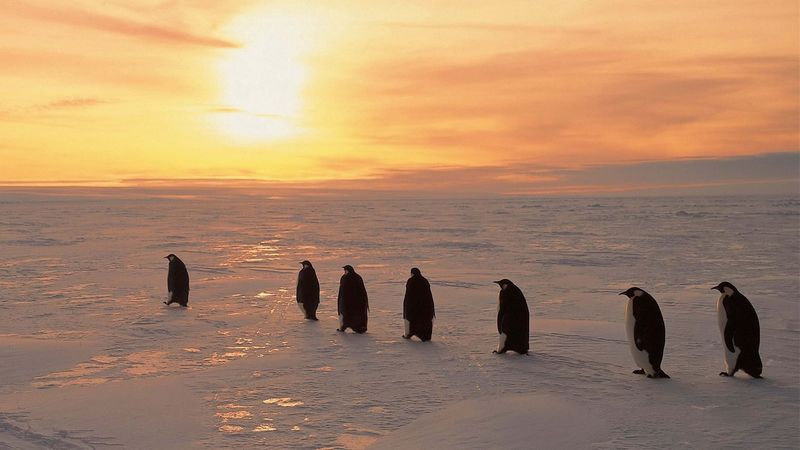 penguins, north, sunrise, winter, ice, snow, 4k