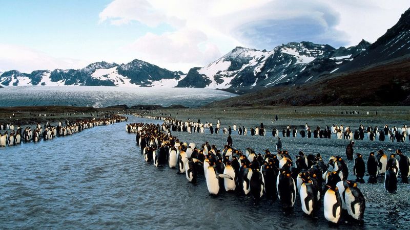 penguins, north, mountains, flock, colony, 4k