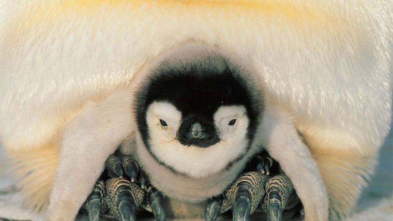 penguins, north, penguin, chick, 4k
