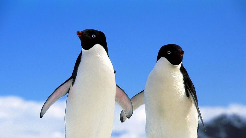 penguins, couple, north, winter, 4k