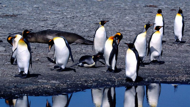 penguins, summer, thaw, 4k