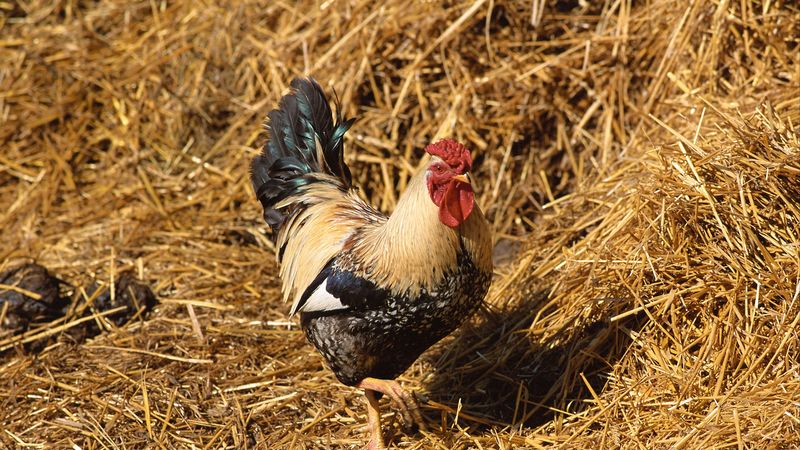 rooster, straw, walk, bird, 4k