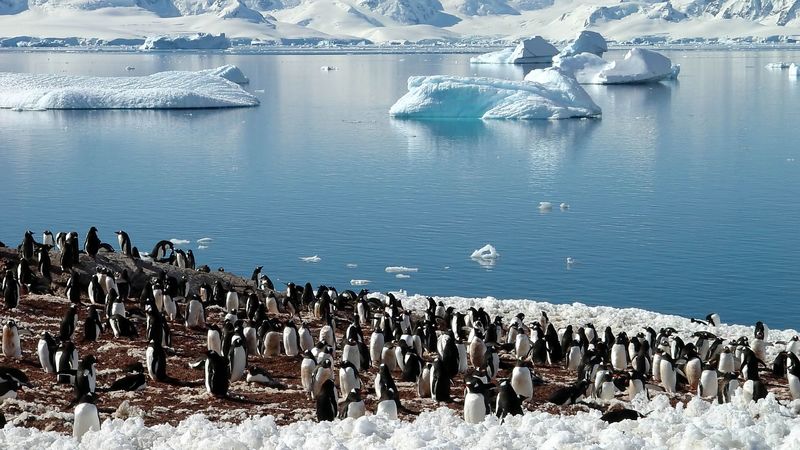 enguins, sea, glaciers, pack, north, spring, 4k