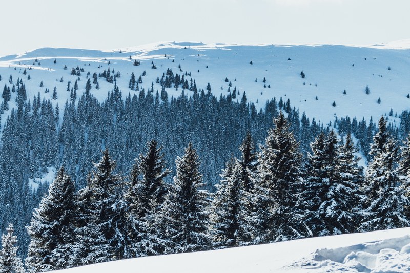 snow winter wonderland white and green 4k