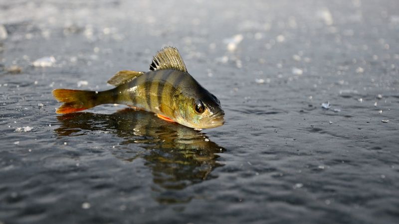 perch, ice, fishing, winter, reflection, 4k