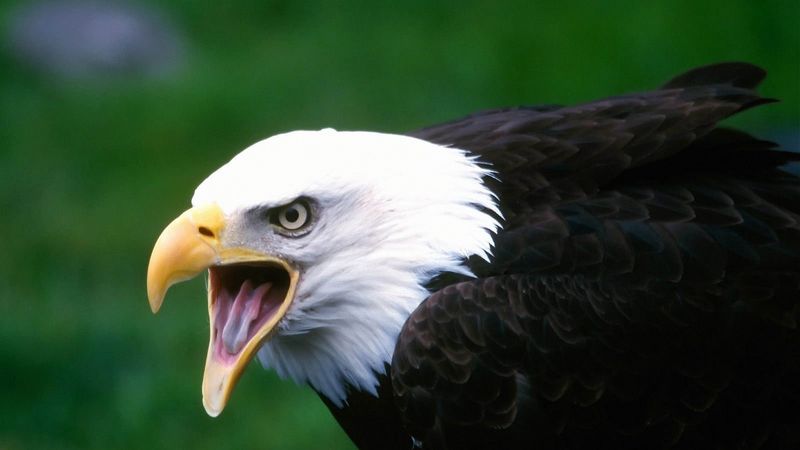 eagle, bird, cry, beak, 4k