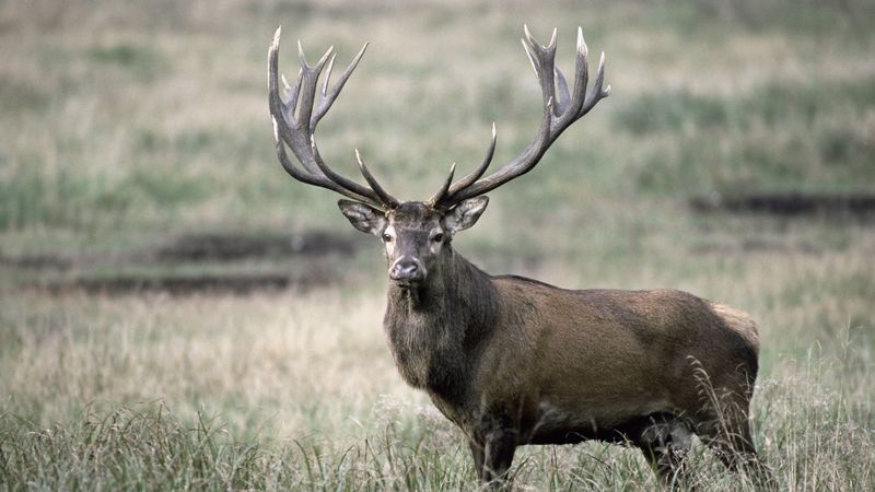 deer, antlers, grass, 4k