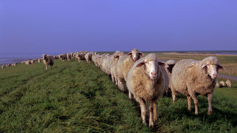 sheep, meadow, grass, 4k