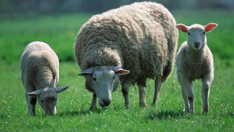 sheep, children, three, pasture, 4k