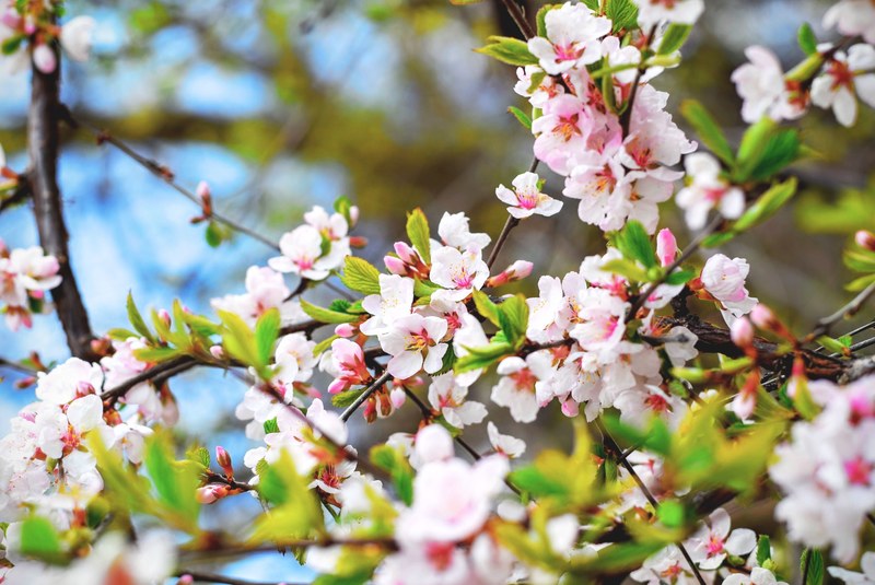 pink blossom on leafy tree branches and foliage with blue sky in spring, leafy blossom 4k