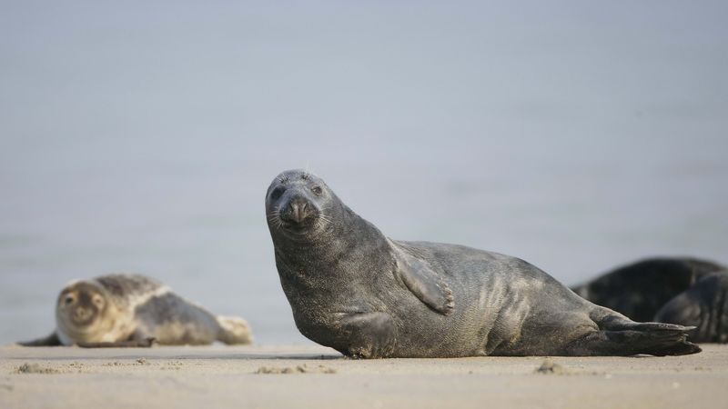 fur seal, mammal, sand, 4k