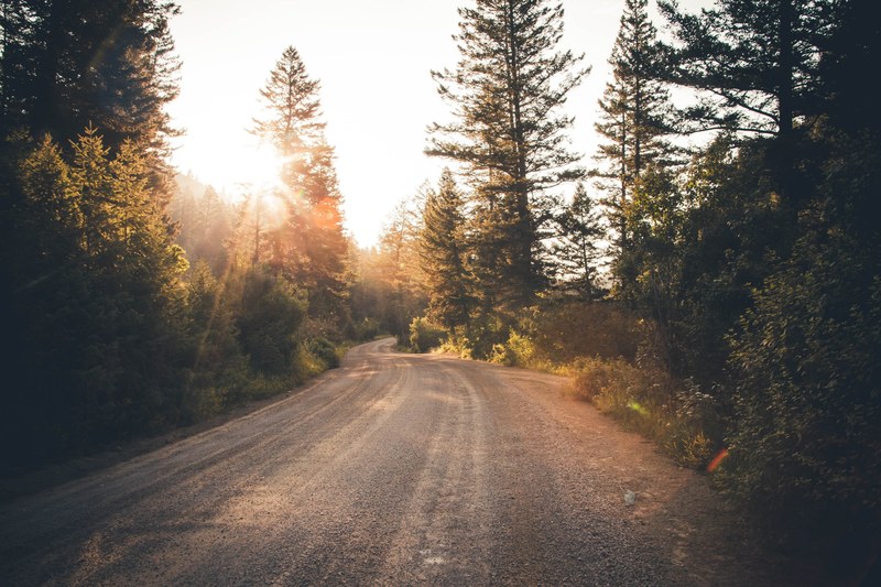 a dirt road lined with pine trees during golden hour, golden sun over a dirt road 4k