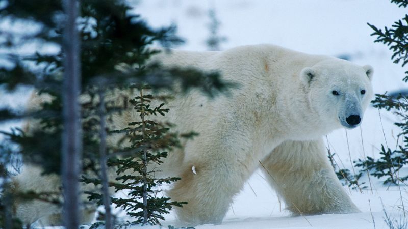 bear, north, winter, snow, forest, 4k