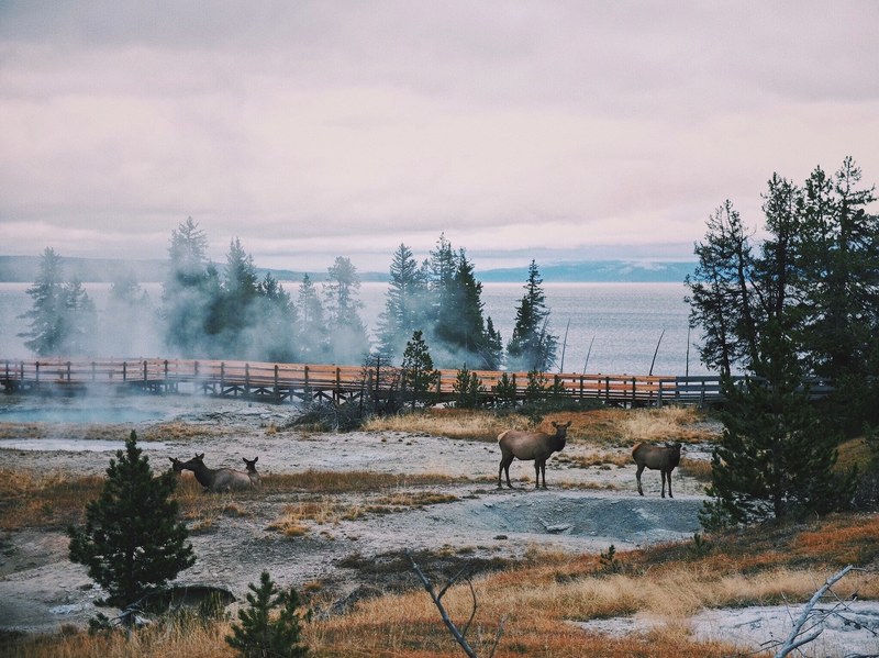before the sunset in yellowstone national park 4k