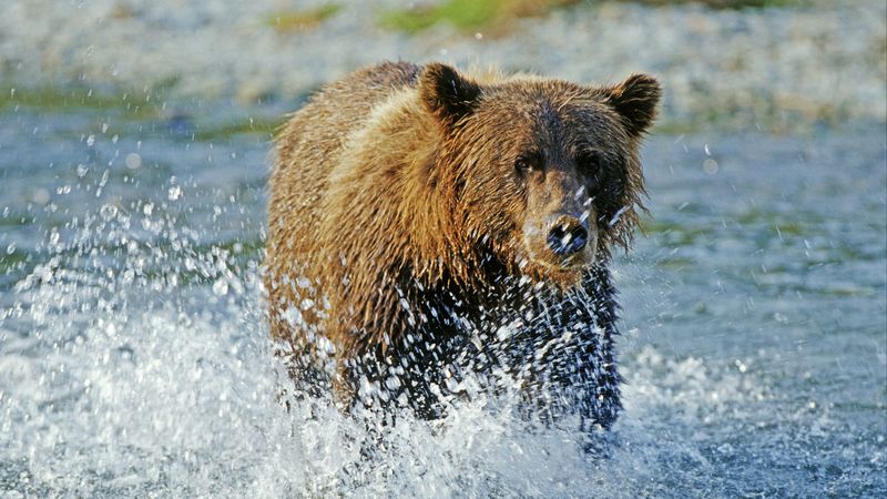 bear, grizzly bear, water, spray, river, 4k