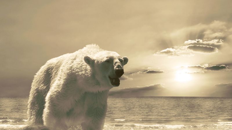 bear, ice, ocean, cold, snow, winter, 4k