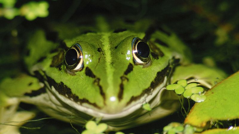 frog, water, duckweed, 4k