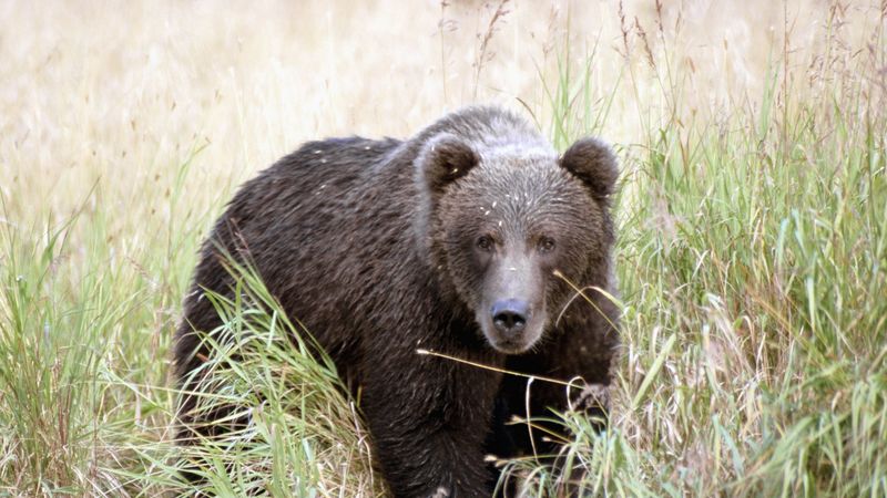 bear, thickets, grass, 4k