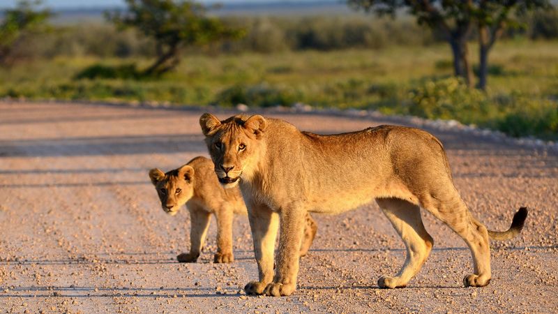 lion, lion cub, road, 4k