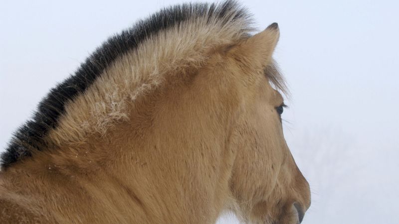 horse, mane, winter, 4k