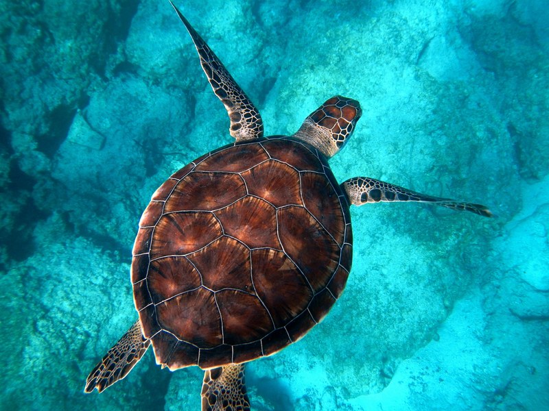 big sea turtle swimming through the ocean at kaputas beach, sea turtle swimming 4k